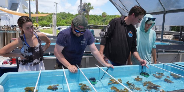 Florida bringt bedrohte Elchgeweihkorallen an Land
