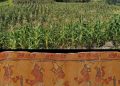 Knochenanalysen zeigen maisreiche Ernährung der Maya