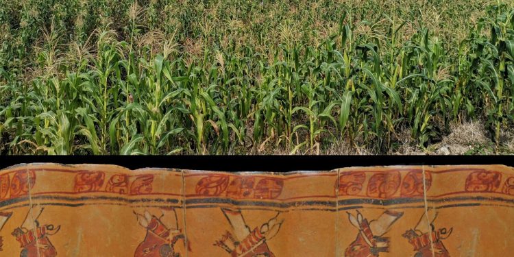 Knochenanalysen zeigen maisreiche Ernährung der Maya