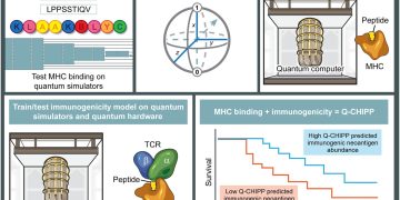 Quantenmodell soll Immunantwort auf Krebs-Mutationen besser vorhersagen