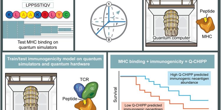 Quantenmodell soll Immunantwort auf Krebs-Mutationen besser vorhersagen