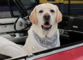 Vogue startet zweiten Dogue-Wettbewerb für Hundefotos