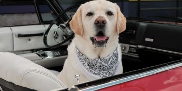Vogue startet zweiten Dogue-Wettbewerb für Hundefotos
