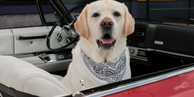 Vogue startet zweiten Dogue-Wettbewerb für Hundefotos