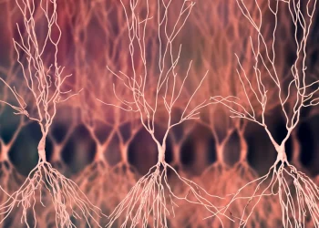 Alzheimer-Forschung: Zwei Moleküle steuern TAOK-Proteine